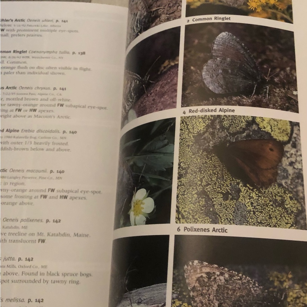 Butterfly Book - Picture 8 of 9